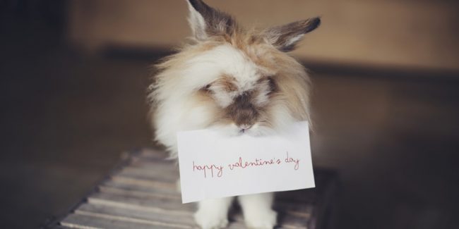 rabbit vday